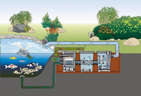 Sơ đồ bể lọc nước hồ cá Koi đơn giản hiệu quả nhất hiện nay