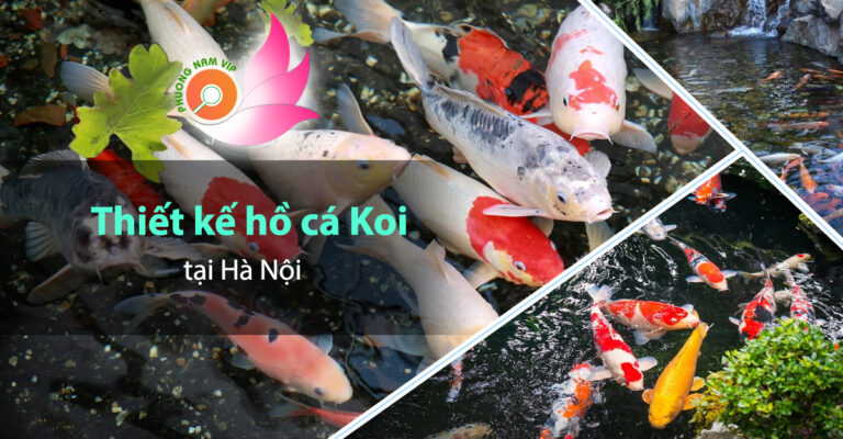 Địa chỉ thi công lọc nước hồ cá Koi uy tín tại Hà Nội