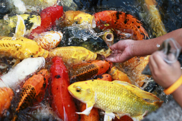 Hướng dẫn tự làm thức ăn cho cá Koi đúng cách