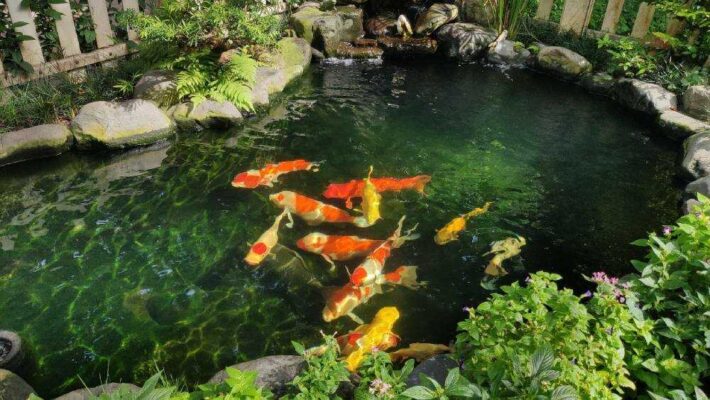 Tại sao hồ cá Koi bị rêu tảo và cặn bẩn