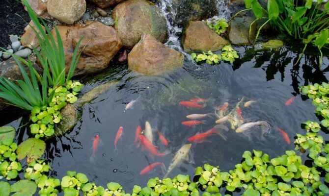 Tại sao hồ cá Koi bị tanh