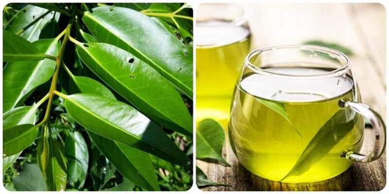 tác dụng của nước vối tươi