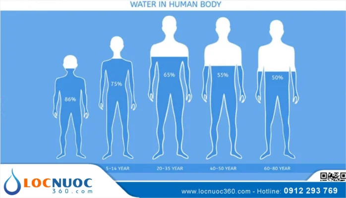 Khi uống nước, điều gì xảy ra trong cơ thể bạn