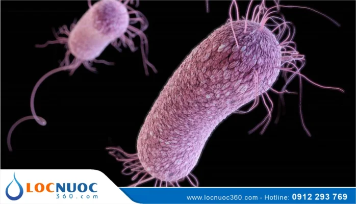 Vi khuẩn Coliform và E.coli trong nước gây tác hại như thế nào?