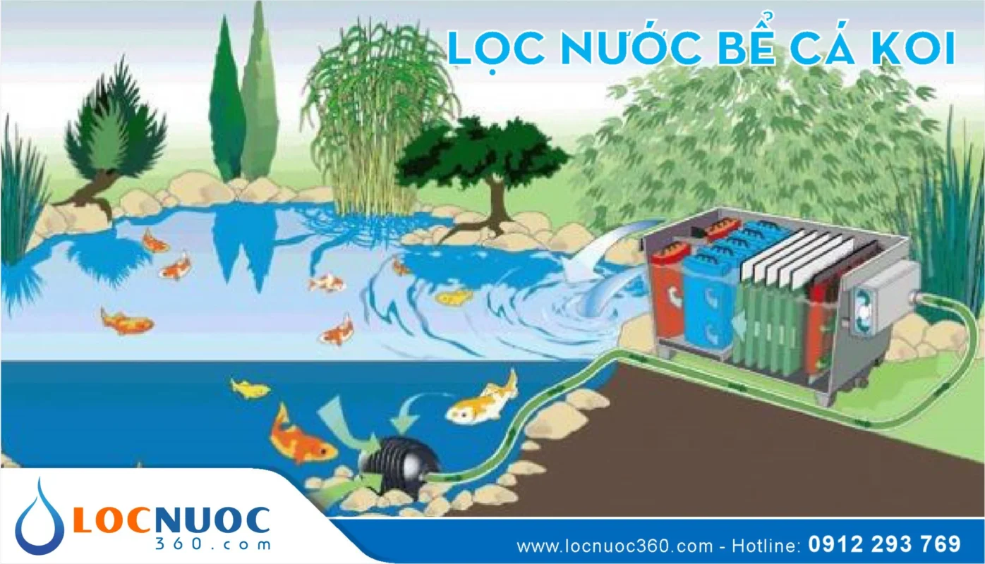 Báo giá thi công hồ cá Koi cập nhật mới nhất 2025