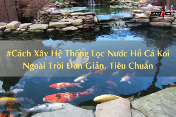 Hệ thống lọc nước hồ cá Koi ngoài trời: Xây dựng và cải tạo