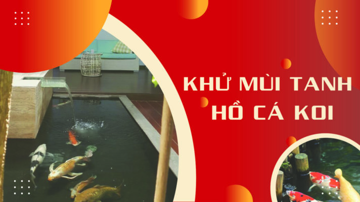 Hồ cá Koi có mùi tanh, nỗi ám ảnh và cách khắc phục