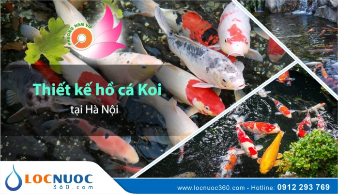 Vệ sinh bộ lọc thường xuyên giúp gì cho hồ cá Koi?